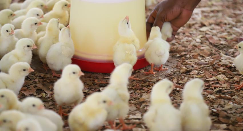 Empowered to Grow: Elizabeth’s Agricultural Journey with the HAPPY Program