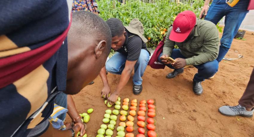 Fresh Logistics' Kelvin Essuman and Francis Tettey Participate in Rijk Zwaan West African Field Days in Benin