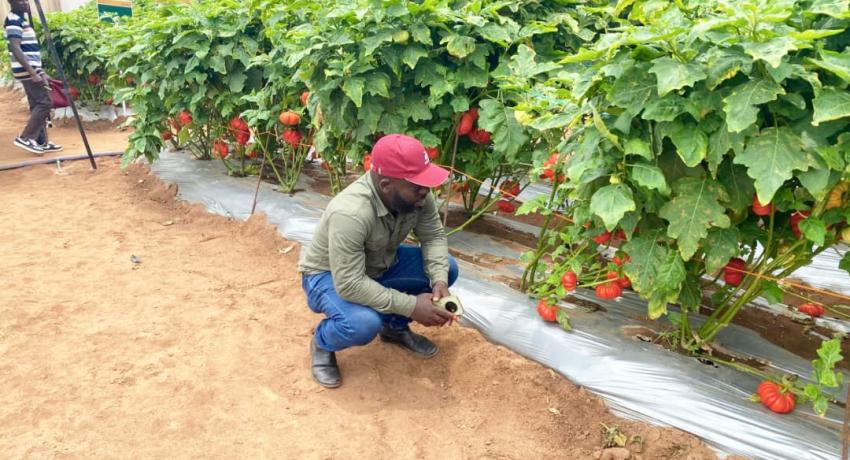 Fresh Logistics' Kelvin Essuman and Francis Tettey Participate in Rijk Zwaan West African Field Days in Benin