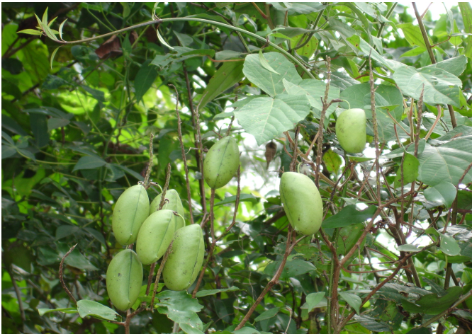 Pods and seeds