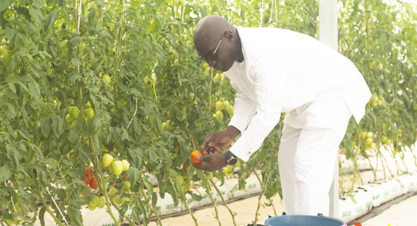 Nana Twumasi first harvest at Kyebi