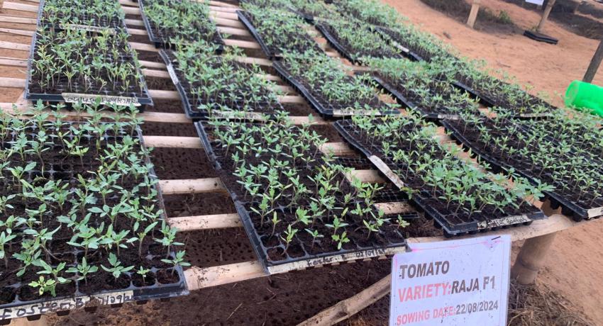 Agri-Impact Limited partners NSS, DCS to boost tomato production