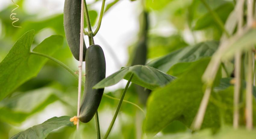 Dutch agribusiness giants visit Fresh Logistics’ greenhouses, strengthen ties