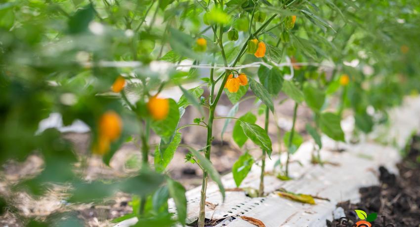 2022 National Best Farmer Visits Fresh Logistics’ Greenhouses at Dawhenya