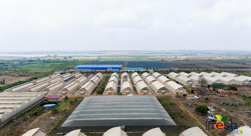 Dutch agribusiness giants visit Fresh Logistics’ greenhouses, strengthen ties