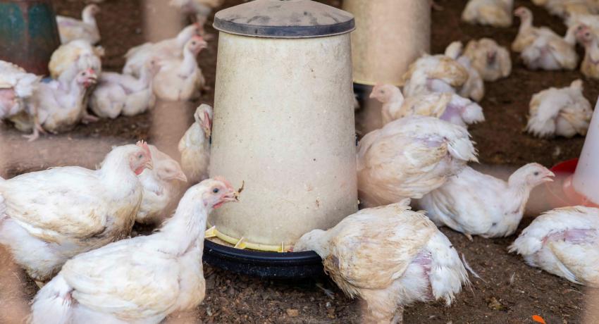 HAPPY Program Diaries: From 'Drugstore' Attendant to Poultry Supervisor
