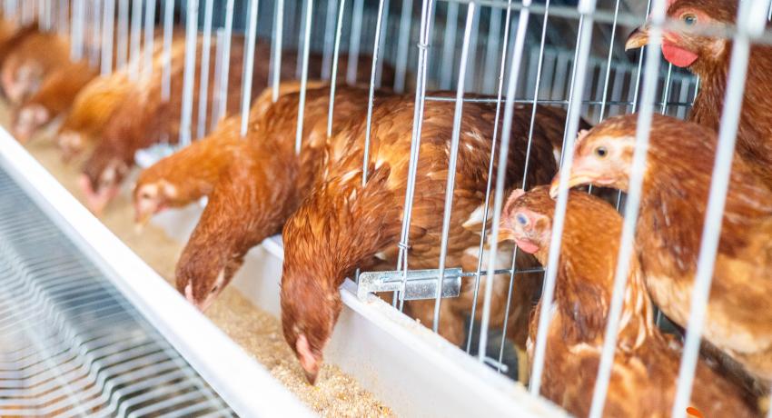 *President Mahama Visits NSA Poultry Farm at Papao [Photos]*