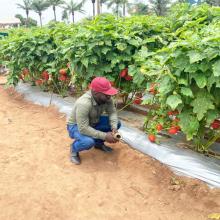 Fresh Logistics' Kelvin Essuman and Francis Tettey Participate in Rijk Zwaan West African Field Days in Benin