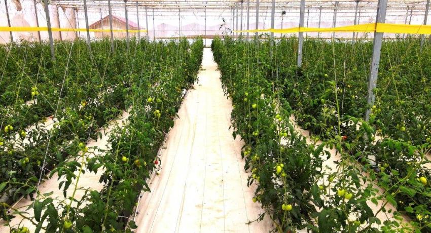Agribusiness Incubation